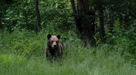 Peripeții în pădurea dintre comunele Surduc și Băbeni. Au mers la marcat lemne și s-au întâlnit cu un urs