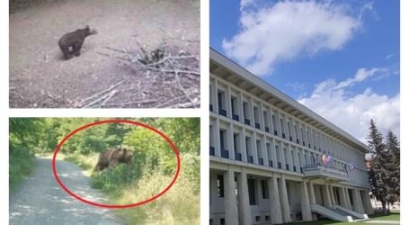 Date oficiale: 39 de urși în Sălaj în 2026: doar două femele, restul efectivului este format aproape integral din masculi. În ce localități sunt urșii