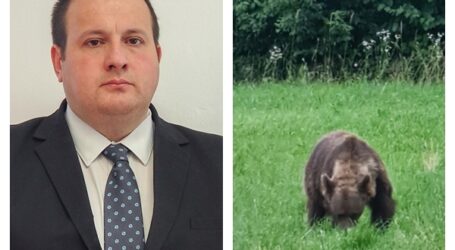 OFICIAL. Sălajul, împânzit de urși. Prefectura arată cum a crescut numărul de animale din dealurile județului