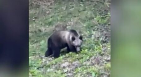 ULTIMA ORĂ! Turmă de oi, atacată de urs în această dimineață în satul Poiana Blenchii