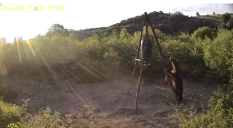 VIDEO. Un urs curios, filmat într-un sat din Sălaj