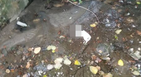 Pisici moarte, abandonate în Valea Zalăului. Reacții de revoltă în mediul online