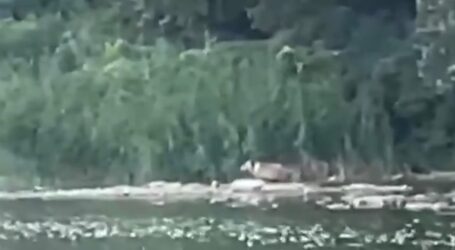 VIDEO. Un urs, filmat pe malul Someșului la granița dintre Sălaj și Maramureș. Animalul a ieșit din pădure și a coborât la apă