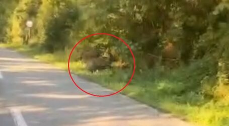 VIDEO. Un urs, filmat pe marginea unui drum dintr-un sat din Sălaj