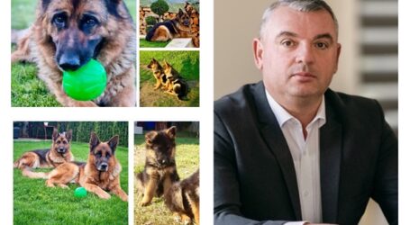Cum ajunge un câine parte din familie. Mesajul transmis de viceprimarul Zalăului de Ziua Internațională a Câinilor
