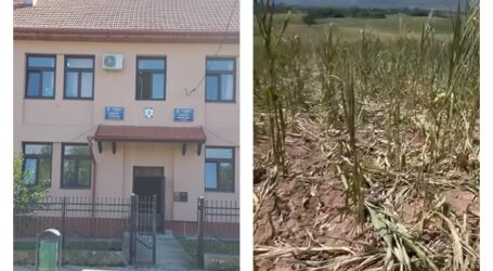Porcii mistreți au distrus culturi agricole în Năpradea. Primăria îi cheamă pe fermieri să își declare pagubele