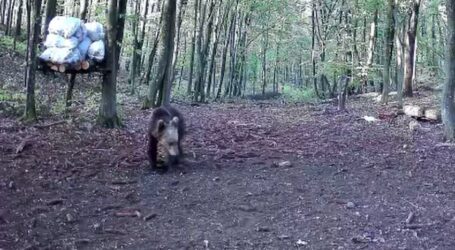 VIDEO. Urs filmat într-o pădure din Sălaj