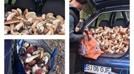VIDEO. Culegătorii din Sălaj au făcut senzație pe internet. Mașină plină de hiribe