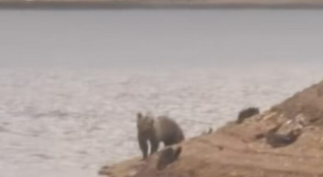 Urs la Barajul Vârșolț: seceta aduce animalele sălbatice tot mai aproape de oameni