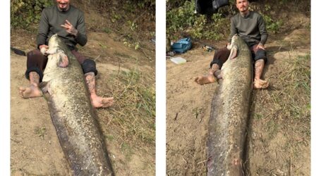 CAPTURĂ-RECORD PE SOMEȘ! Un tânăr din Zalău a scos la spinning un somn de peste 2 metri, după 3 ore „de luptă”