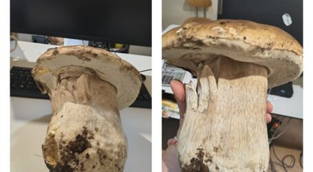 FOTO. Ciupercă-gigant, găsită într-o pădure din Sălaj. Este un record local: „de ani buni nu am văzut așa ceva”
