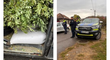 FOTO. 350 de kilograme de măceșe, confiscate din Jibou. Marfa, în valoare de 1.700 de lei, nu avea documente de proveniență